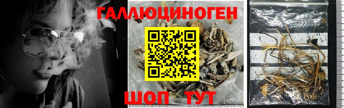 Грозный  Галлюциногенные грибы GOLDEN TEACHER  Вход с VPN 